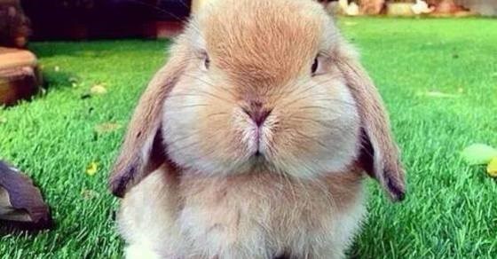 how to play chubby bunny